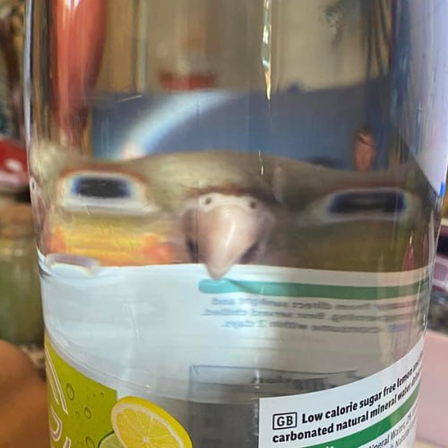 Toasted Mongoloid Nigga Turtel's profile picture